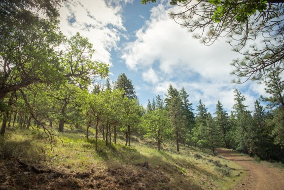 Brooks Memorial State Park